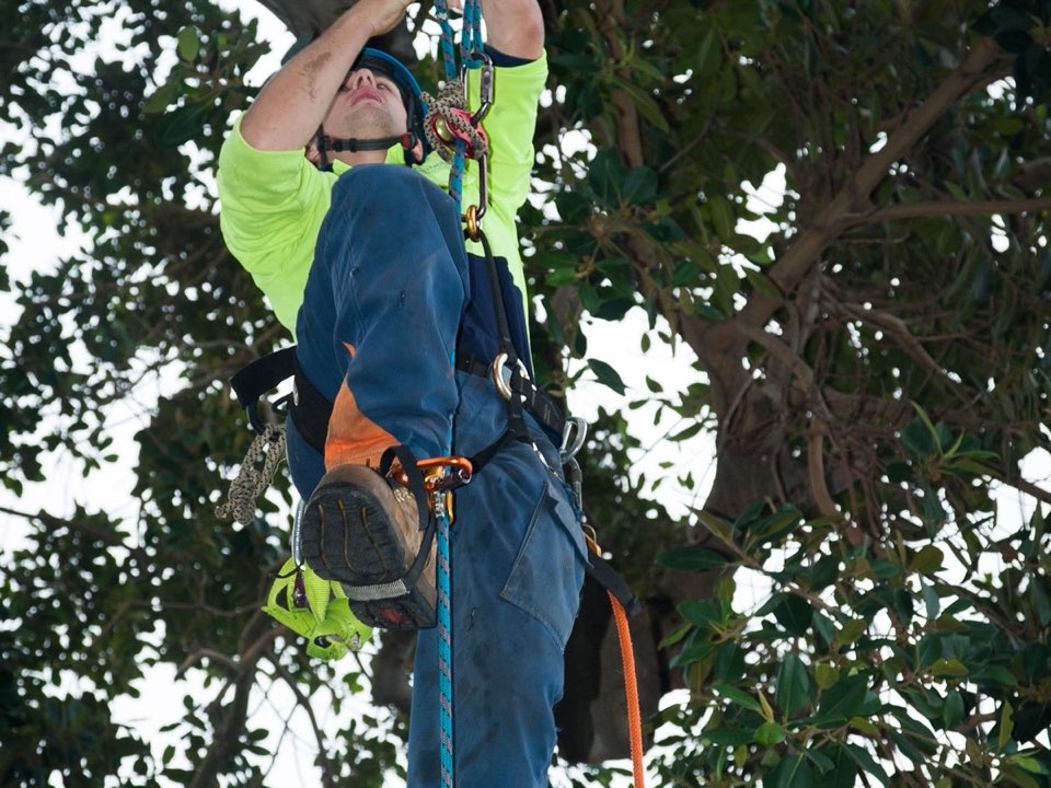 Qualified arborist working in a mature tree during a risk assessment in Inverclyde
