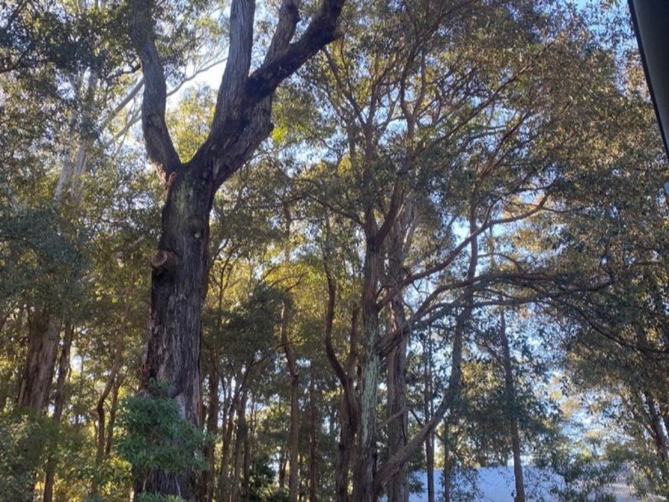 Mature trees in Inverclyde parkland with a property visible in the background